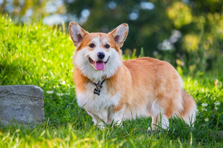 Anjing Ras Kecil Yang Gemas Untuk Di Pelihara