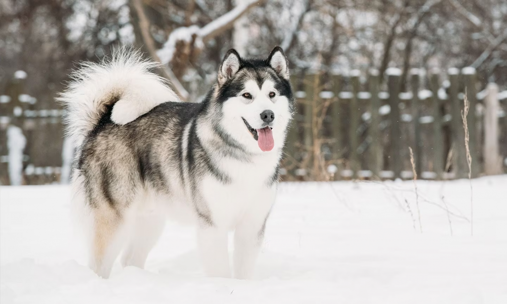 Informasi Mengenai Ras Anjing Alaskan Malamute